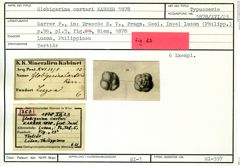 Karteikarte zum Syntyp von Globigerina carteri Karrer, 1878